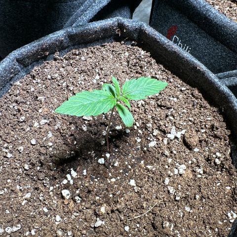 Sweet ZZ Automatic growlog timeline photo