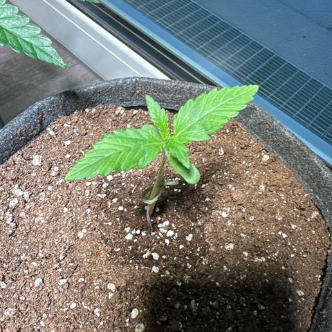 Royal Critical Automatic growlog timeline photo
