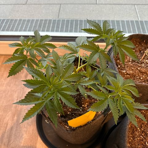 Hulkberry growlog timeline photo