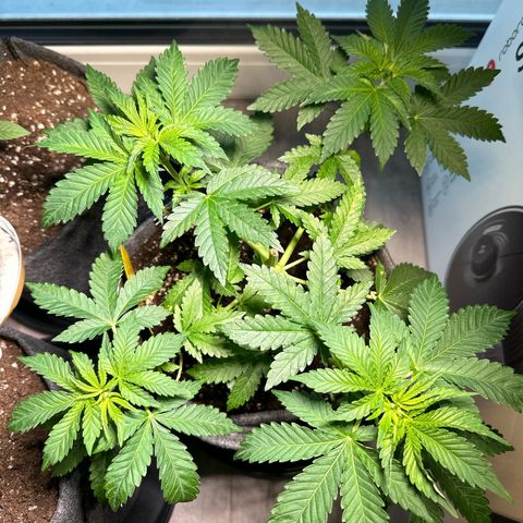 Hulkberry growlog timeline photo