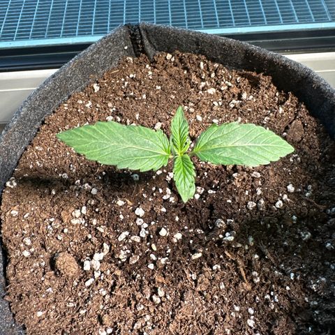 Sweet ZZ Automatic growlog timeline photo
