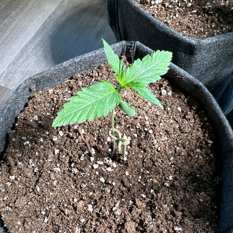 Royal Critical Automatic growlog timeline photo