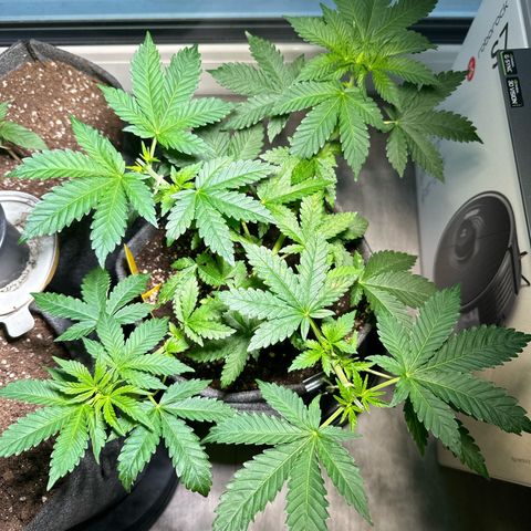 Hulkberry growlog timeline photo