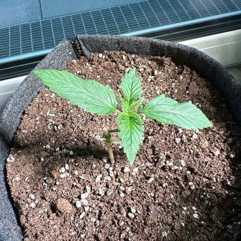 Sweet ZZ Automatic growlog timeline photo
