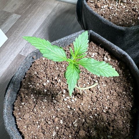 Royal Critical Automatic growlog timeline photo