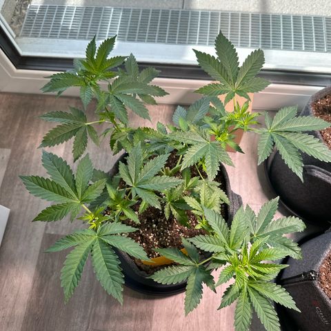 Hulkberry growlog timeline photo