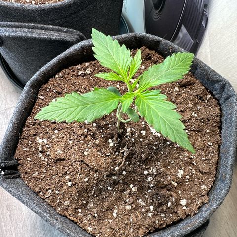 Royal Critical Automatic growlog timeline photo