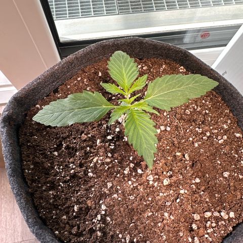 Sweet ZZ Automatic growlog timeline photo