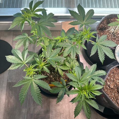 Hulkberry growlog timeline photo