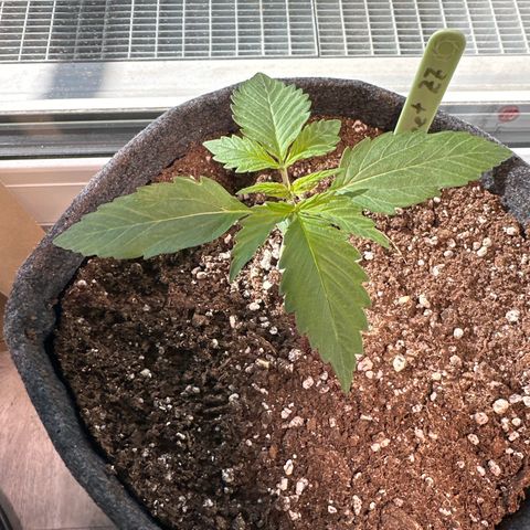 Sweet ZZ Automatic growlog timeline photo