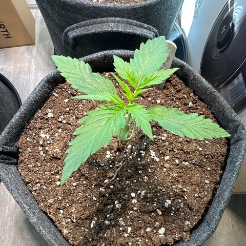 Royal Critical Automatic growlog timeline photo