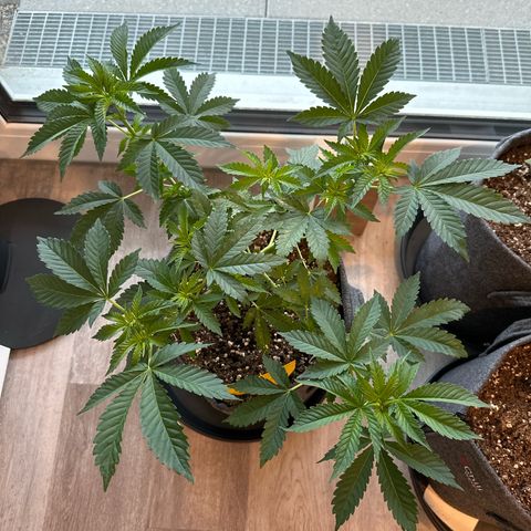 Hulkberry growlog timeline photo