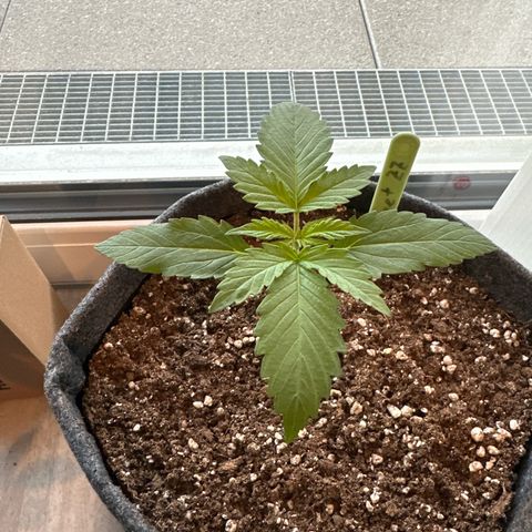 Sweet ZZ Automatic growlog timeline photo