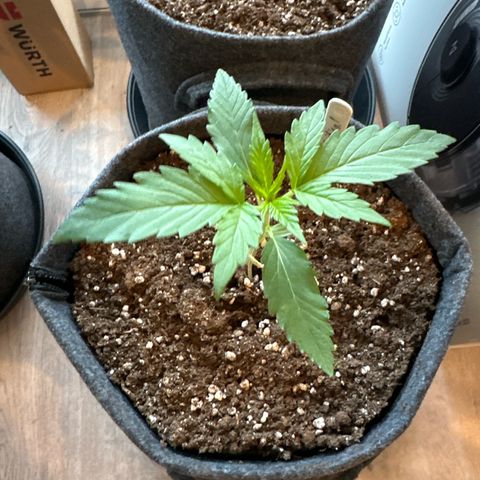 Royal Critical Automatic growlog timeline photo