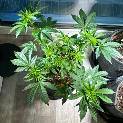 Hulkberry growlog timeline photo