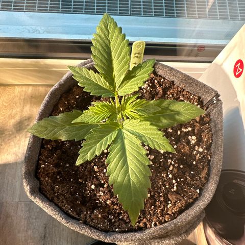 Sweet ZZ Automatic growlog timeline photo
