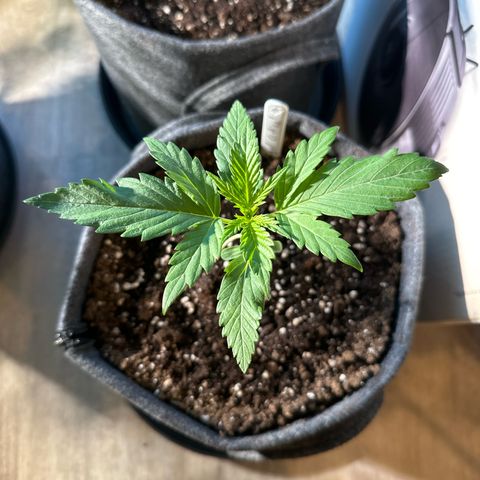 Royal Critical Automatic growlog timeline photo