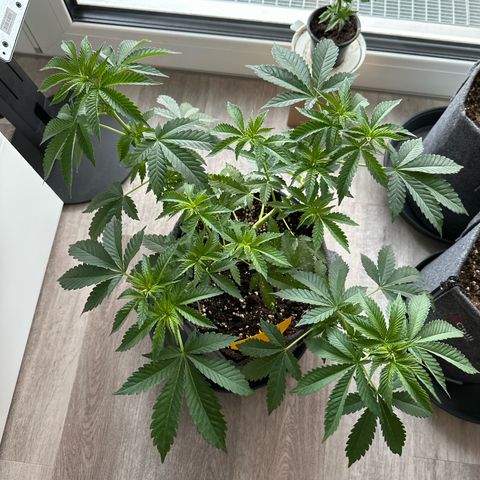 Hulkberry growlog timeline photo