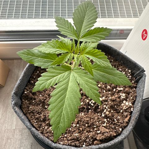Sweet ZZ Automatic growlog timeline photo