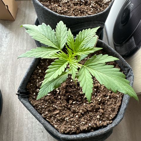 Royal Critical Automatic growlog timeline photo