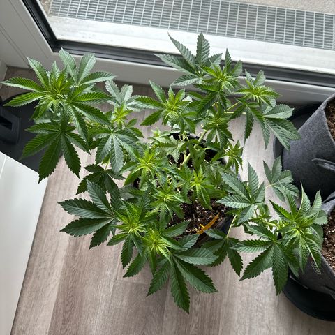 Hulkberry growlog timeline photo