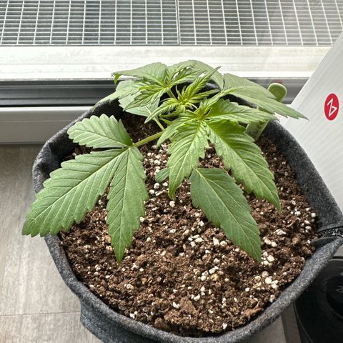 Sweet ZZ Automatic growlog timeline photo