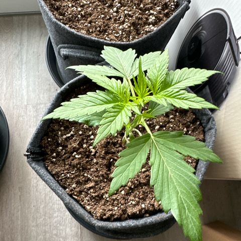 Royal Critical Automatic growlog timeline photo