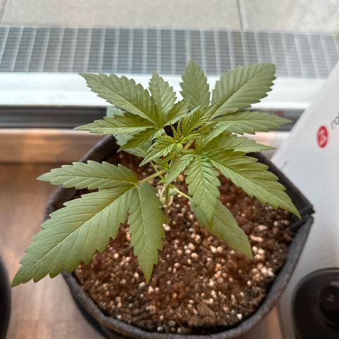 Sweet ZZ Automatic growlog timeline photo