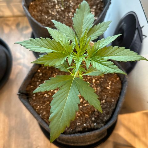 Royal Critical Automatic growlog timeline photo