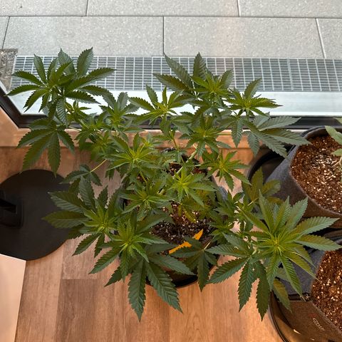 Hulkberry growlog timeline photo