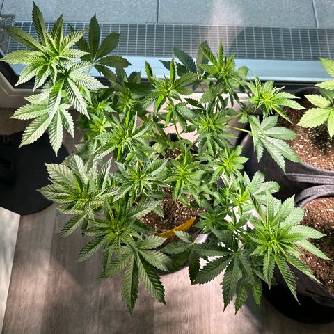 Hulkberry growlog timeline photo