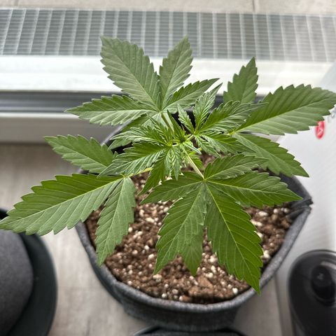 Sweet ZZ Automatic growlog timeline photo