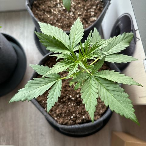 Royal Critical Automatic growlog timeline photo