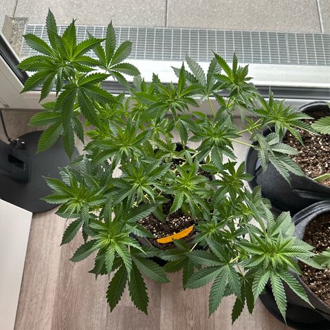 Hulkberry growlog timeline photo