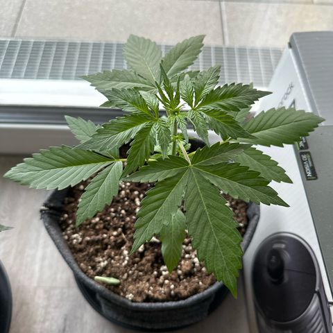 Sweet ZZ Automatic growlog timeline photo