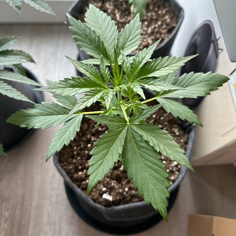 Royal Critical Automatic growlog timeline photo
