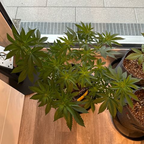 Hulkberry growlog timeline photo