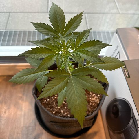 Sweet ZZ Automatic growlog timeline photo