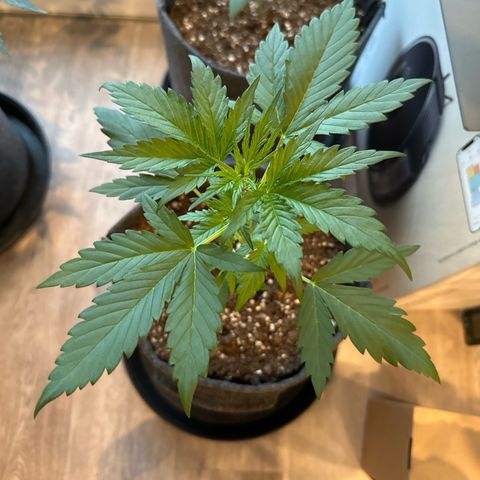Royal Critical Automatic growlog timeline photo