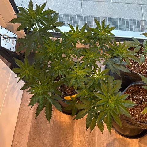 Hulkberry growlog timeline photo