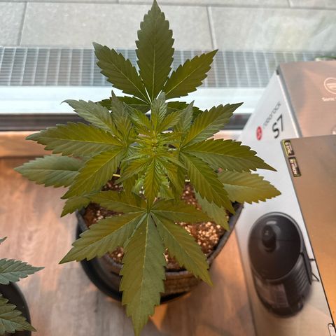 Sweet ZZ Automatic growlog timeline photo