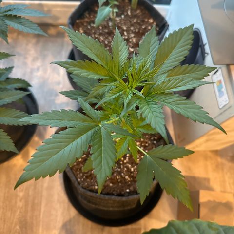 Royal Critical Automatic growlog timeline photo