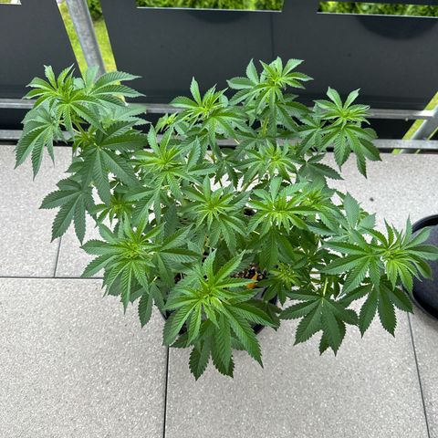 Hulkberry growlog timeline photo