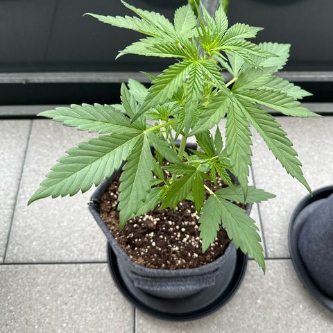 Royal Critical Automatic growlog timeline photo