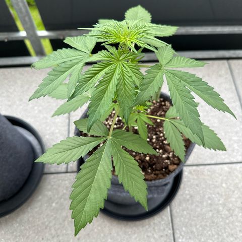 Sweet ZZ Automatic growlog timeline photo