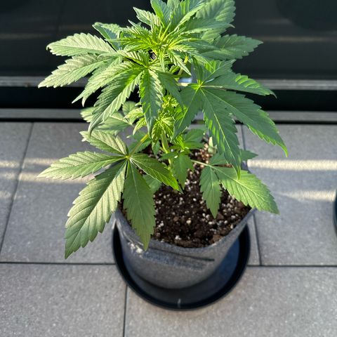 Sweet ZZ Automatic growlog timeline photo