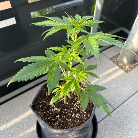 Royal Critical Automatic growlog timeline photo