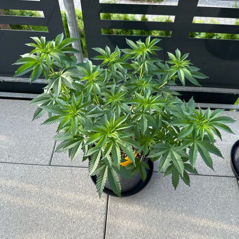 Hulkberry growlog timeline photo