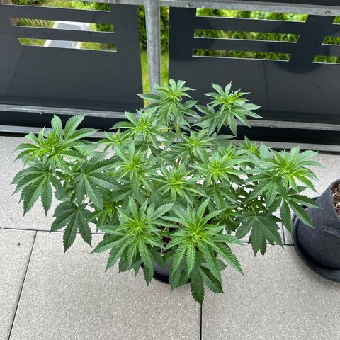 Hulkberry growlog timeline photo