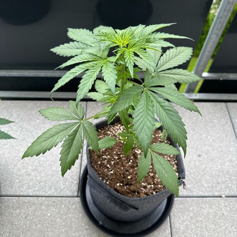 Sweet ZZ Automatic growlog timeline photo